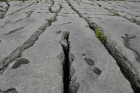 Sheshymore Limestone pavement exposes shallow water carbonates of the Brigantian, Slievenaglasha Formation. These classic kharstified exposures of tabular blocks of limestone pavement, Clints, are cut by vertical fractures, Grikes, which were widened by post glacial disolution (McNamara, & Hennessy, 2010). Fractures were intially established during Variscan folding (Coller, 1984).